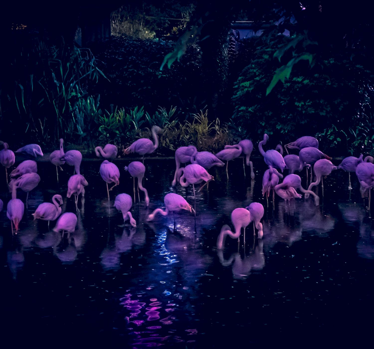 A group of pink flamingos is gathered near a water body at night, illuminated by ambient lighting, creating a serene and picturesque scene.