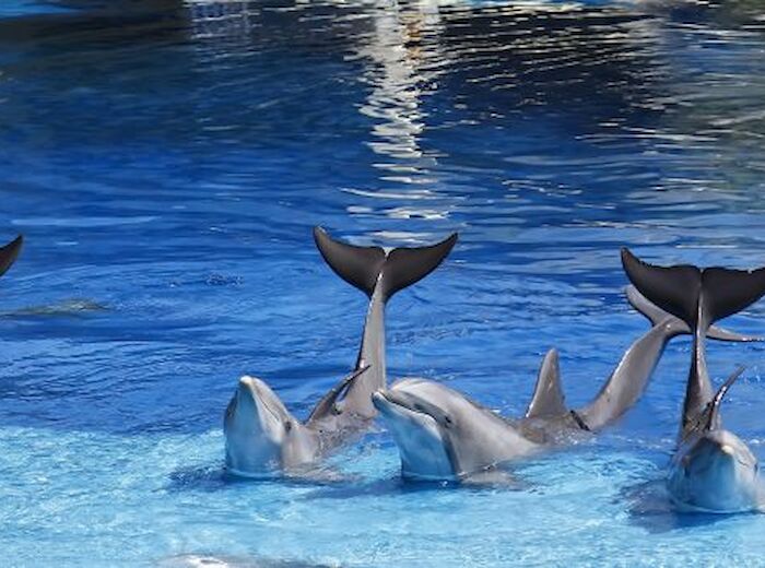 Five dolphins are swimming in the water, with their tails raised out of the water in a synchronized manner.